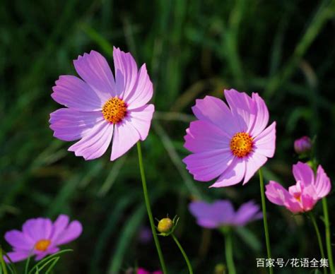 格桑花花語|你知道「格桑花」的花語是什麼嗎？